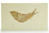 Detailed Fossil Fish (Knightia) - Wyoming #363786-1
